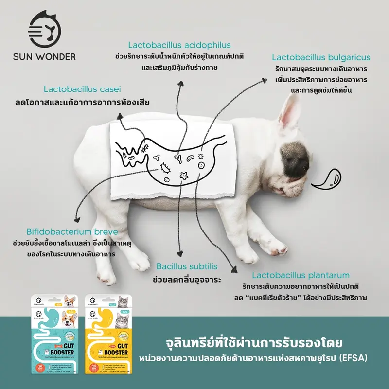 (1 กล่อง/12 ซอง) SUN WONDER GUT BOOSTER อาหารเสริมโพรไบโอติกเสริมสมดุลระบบย่อยอาหาร สูตรสำหรับสุนัข - ภาพที่ 5