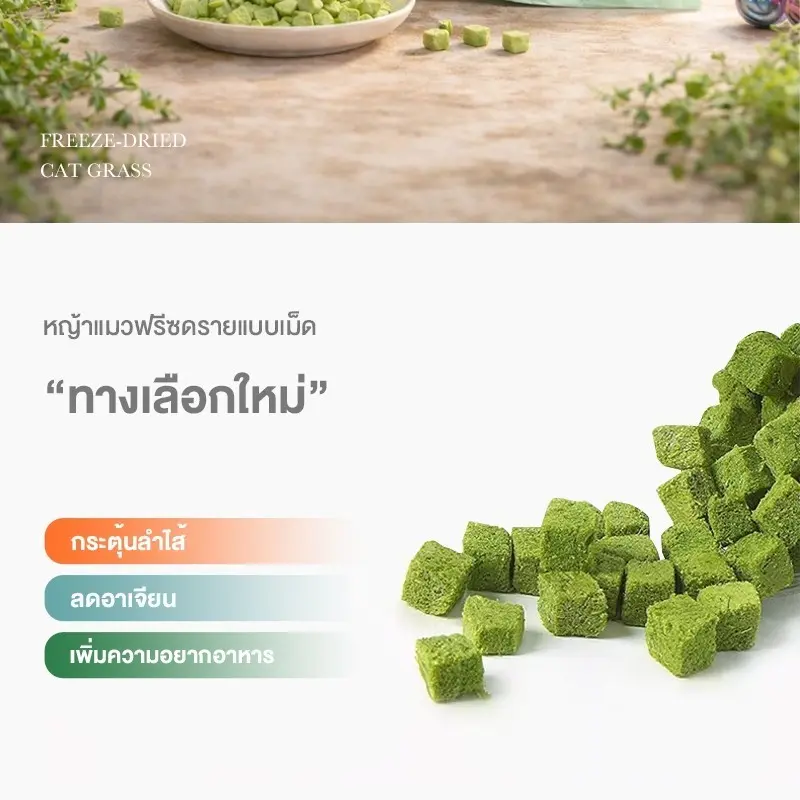 😺หญ้าแมวฟรีซดราย 100g ช่วยขับก้อนขน บำรุงระบบย่อย อาหารเสริมแมวธรรมชาติ - ภาพที่ 4