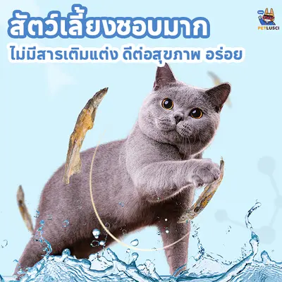 ขนมแมว ปลาแห้ง โปรตีนสูง ไม่เค็ม… - ภาพที่ 6