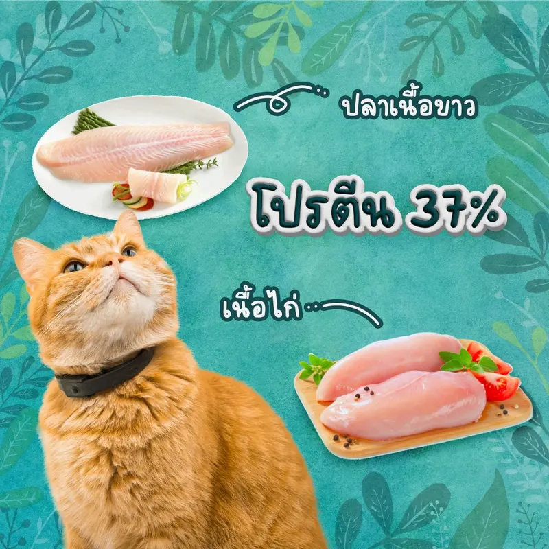 Buzz Netura Holistic อาหารแมวบัซซ์ ขนาด 1 กก.… - ภาพที่ 6