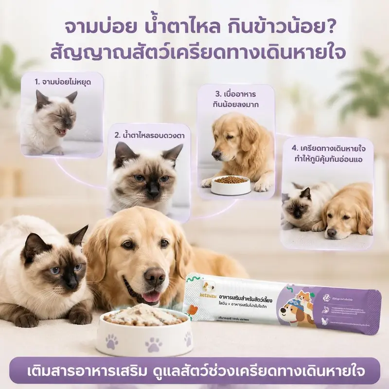 Ketzuzu 12/24 แพ็ค อาหารเสริมแมว อาหารเสริมสุนัข ไลซีนโปรไบโอติก ดูแลภูมิและลำไส้ 14g - ภาพที่ 6