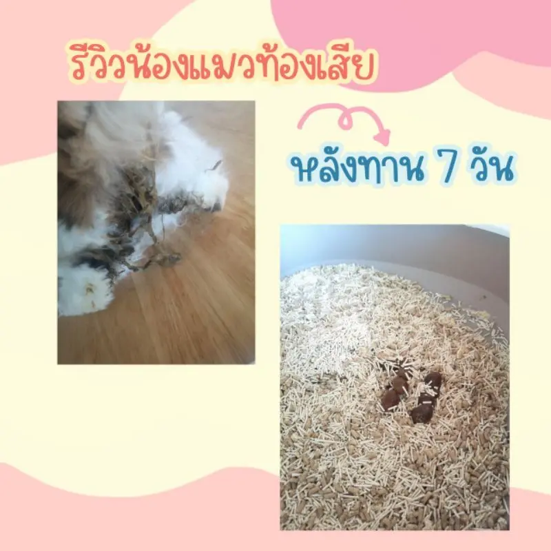 Pet Ordinary Pet Probic โปรไบโอติกแมว และสุนัข บรรเทาท้องเสีย ลดการถ่ายเหลว ปรับสมดุลลำไส้ - ภาพที่ 5
