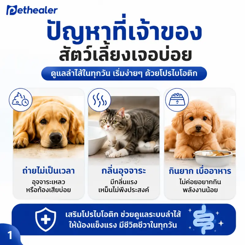 PETHEALER โปรไบโอติกสัตว์เลี้ยง 20 ซอง ดูแลลำไส้ สุนัขและแมว ใช้งานง่าย ผสมอาหารได้ - ภาพที่ 3