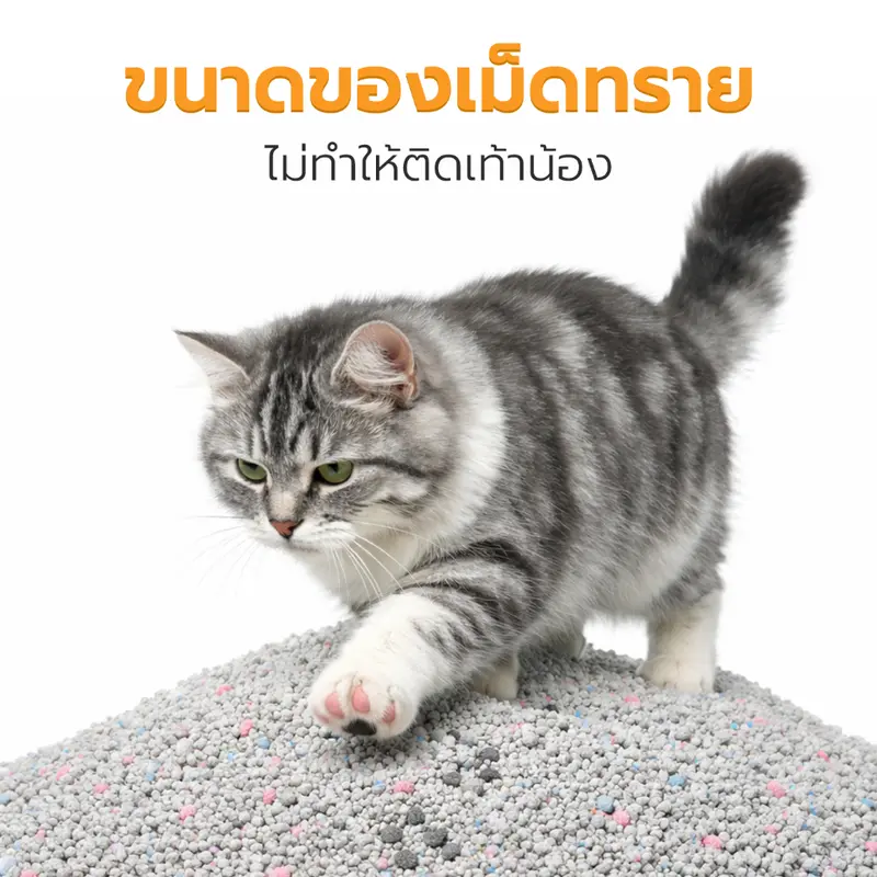 Petus 3ถุง ทรายแมว 10ลิตร ทรายแมว cat litter ควบคลุมกลิ่นได้ดี ขนาด 10ลิตร ดูดซับเร็ว ใช้งานได้นาน กลิ่นมัทฉะ - ภาพที่ 6