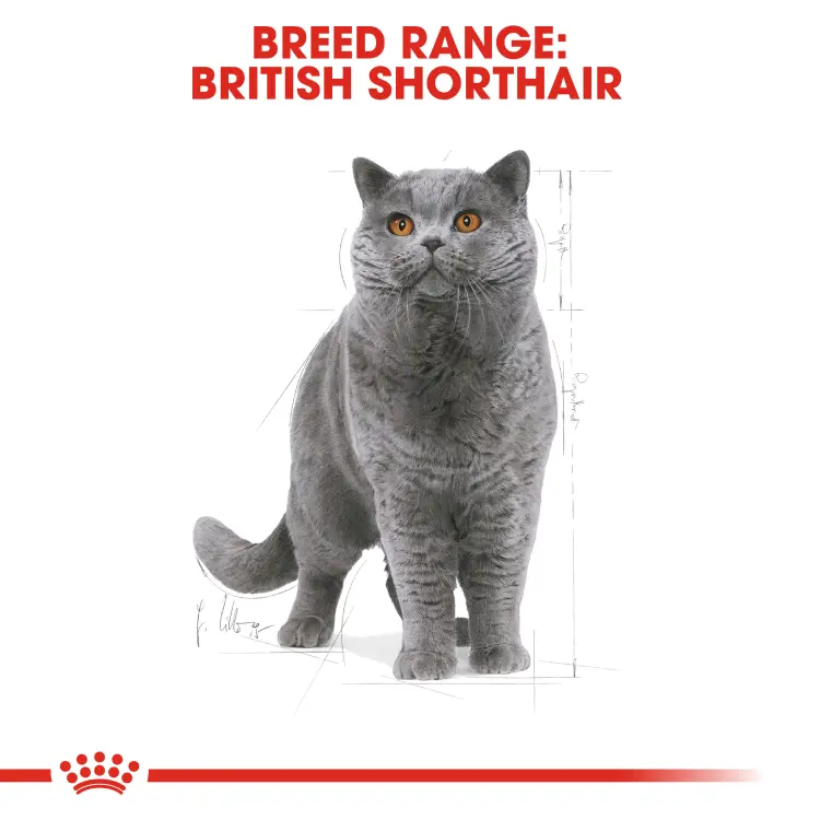 Royal Canin British Shorthair Adult อาหารแมว พันธุ์บริติช ชอร์ตแฮร์ แมวโต อายุ 12 เดือน ขึ้นไป 2 kg - ภาพที่ 5