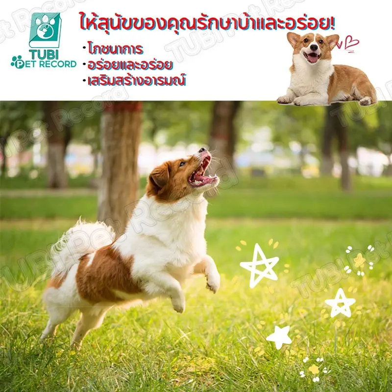 TUBI ขนมสุนัข ขนมหมาเพื่อสุขภาพ ขนมขบเคี้ยวสำหรับสัตว์เลี้ยงอาหารสัตว์เลี้ยงการรักษาสุนัขการรักษาฟัน - ภาพที่ 6